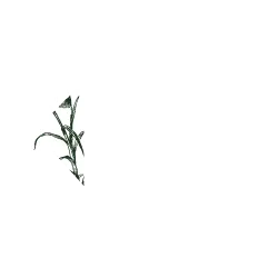 Hand-drawn illustration of a sugarcane stalk, emblem of the Souvenir residential plots project in Beau Plan