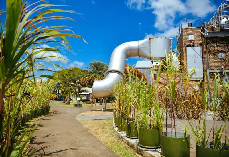 Path lined with potted sugarcane beside the former sugar factory housing L'Aventure du Sucre museum at Beau Plan