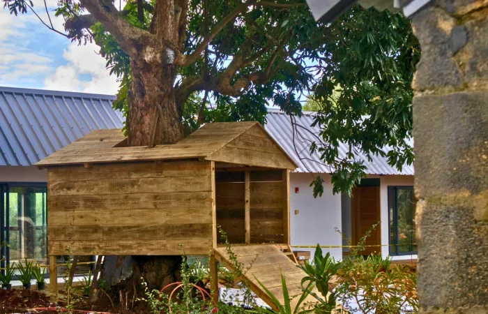 Wooden treehouse built around a large tree at HEI Schools Mauritius, with a ramp, new buildings and an old stone wall