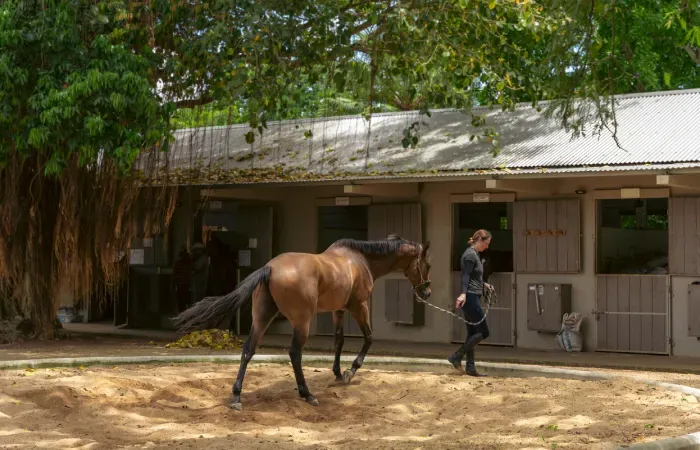 A woman leads a bay horse across a sandy yard past the stables of Les Ecuries de Mon Rocher, shaded by a large old tree