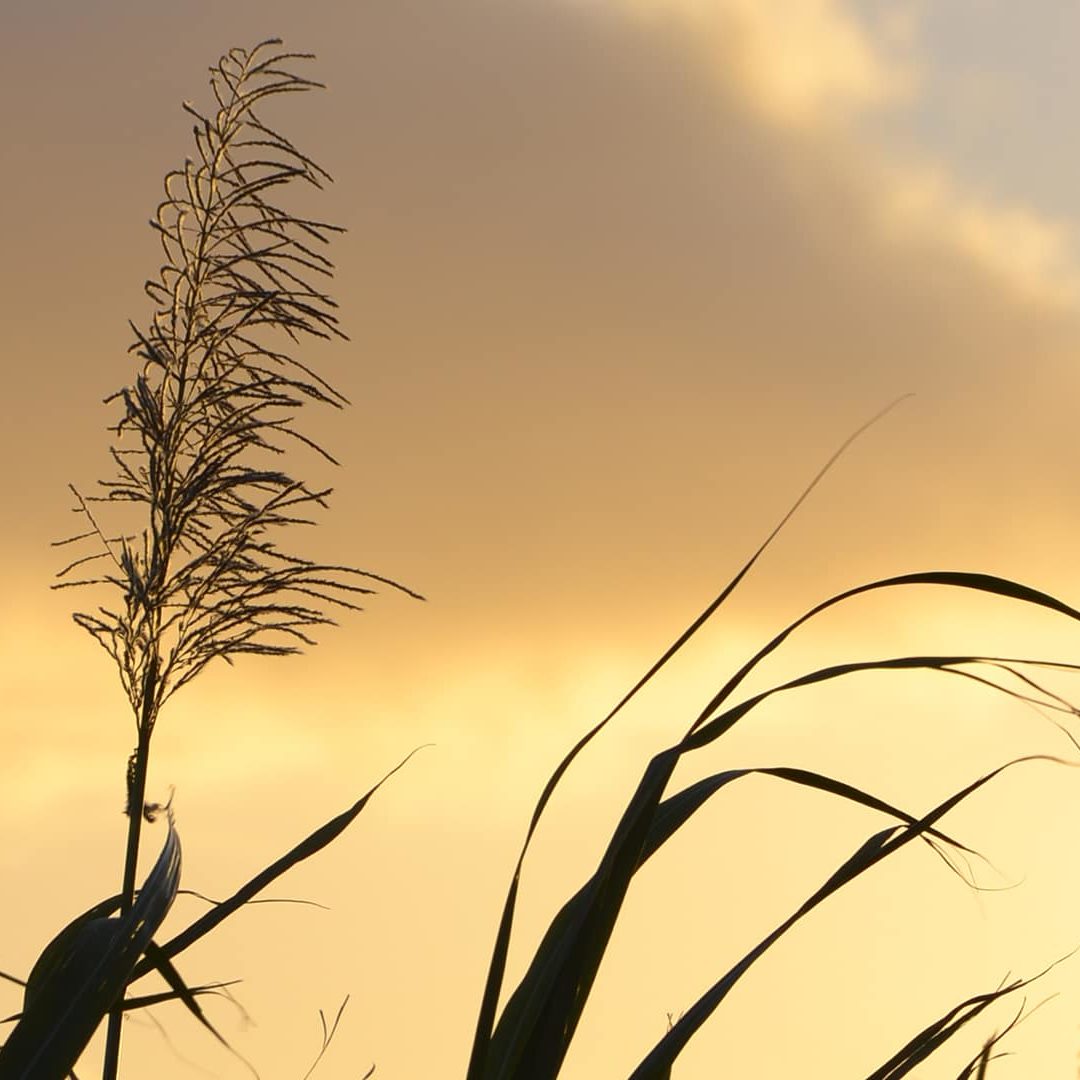 "Les Muguets" - Beau Plan - Residential Project