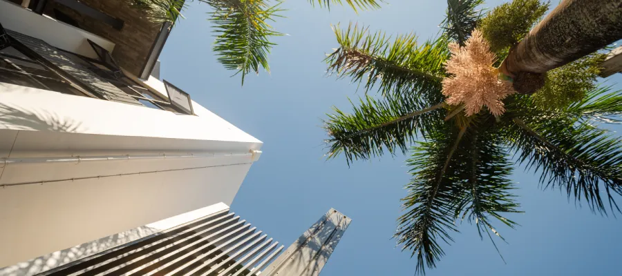 architectural details the strand palm tree flowering